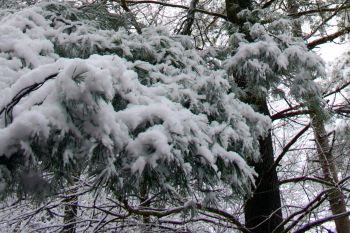 McCormicks Creek State Park in Winter