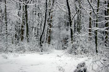 McCormicks Creek State Park in Winter